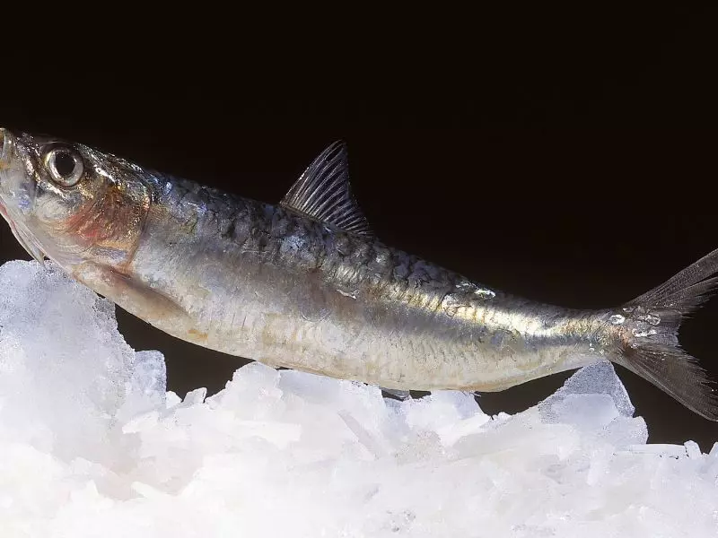 Cá mòi là một trong những loại cá dễ tìm mua và rất giàu omega-3 